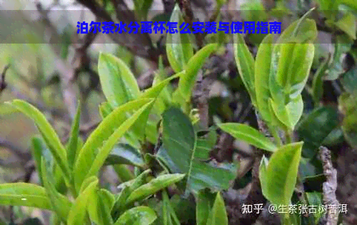 泊尔茶水分离杯怎么安装与使用指南