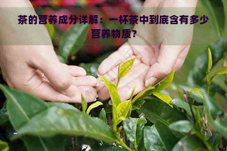 茶的营养成分详解：一杯茶中到底含有多少营养物质？