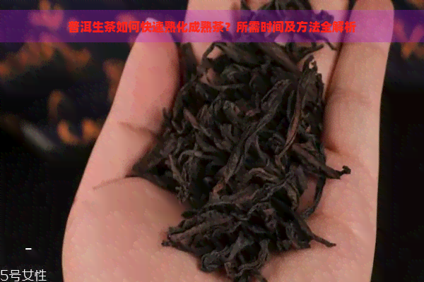 普洱生茶如何快速熟化成熟茶？所需时间及方法全解析