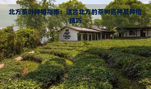 北方茶叶种植指南：适合北方的茶树品种及种植技巧