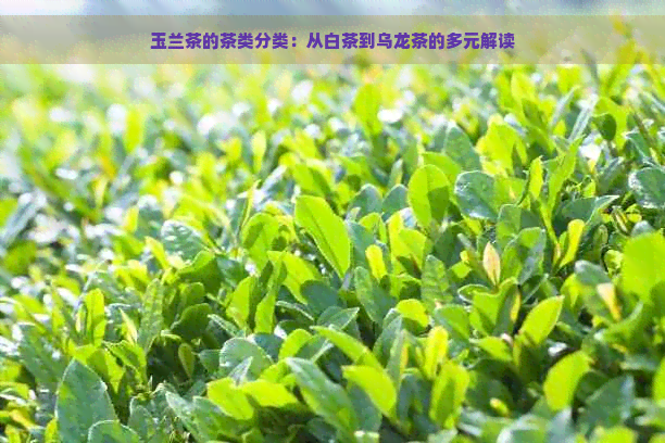 玉兰茶的茶类分类：从白茶到乌龙茶的多元解读