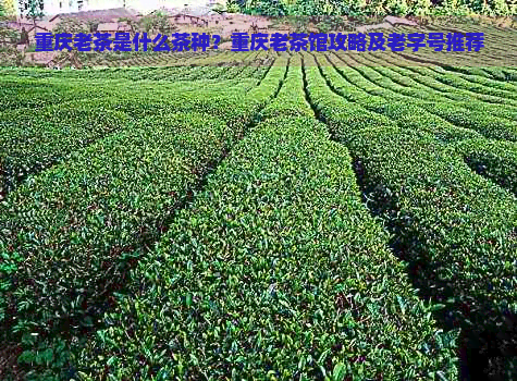 重庆老茶是什么茶种？重庆老茶馆攻略及老字号推荐