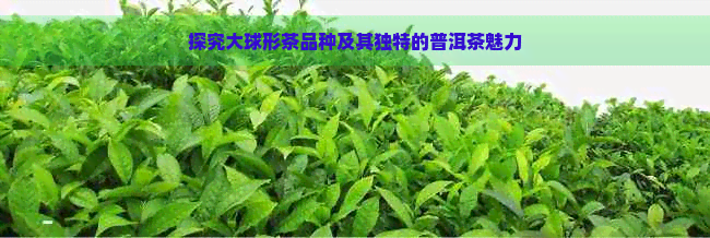 探究大球形茶品种及其独特的普洱茶魅力