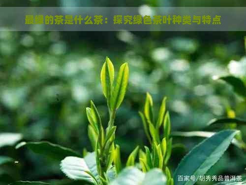 最绿的茶是什么茶：探究绿色茶叶种类与特点