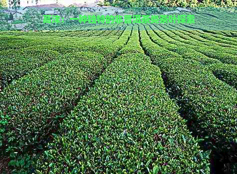 高沫：一种独特的非普洱茶类茶叶探索