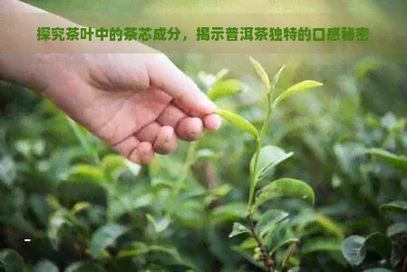 探究茶叶中的茶芯成分，揭示普洱茶独特的口感秘密