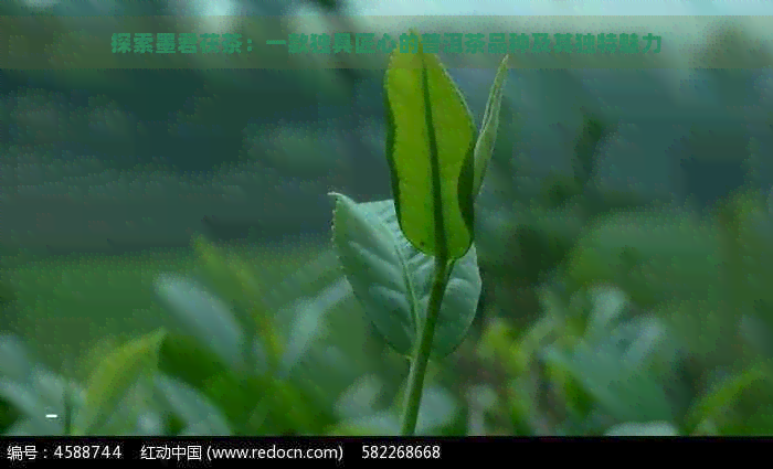 探索墨君茯茶：一款独具匠心的普洱茶品种及其独特魅力