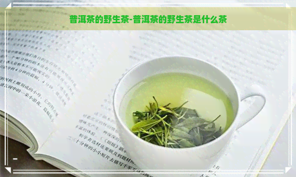 普洱茶的野生茶-普洱茶的野生茶是什么茶