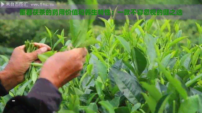 墨君茯茶的药用价值和养生特性：一款不容忽视的健之选