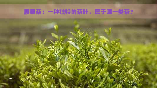 腰果茶：一种独特的茶叶，属于哪一类茶？