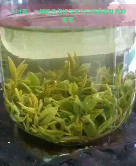 小叶茶：一种融合传统与现代口感的茶叶品种探究