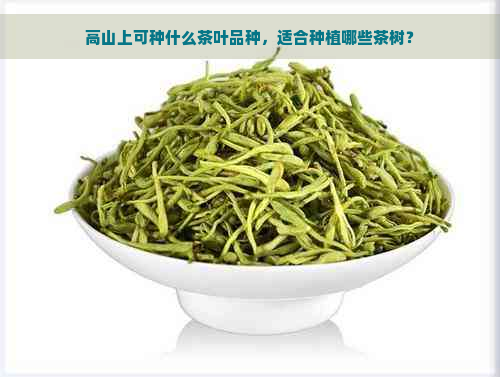 高山上可种什么茶叶品种，适合种植哪些茶树？