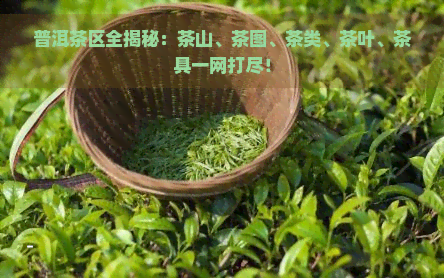 普洱茶区全揭秘：茶山、茶图、茶类、茶叶、茶具一网打尽！