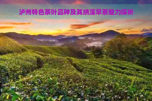 泸州特色茶叶品种及其纳溪早茶魅力探析