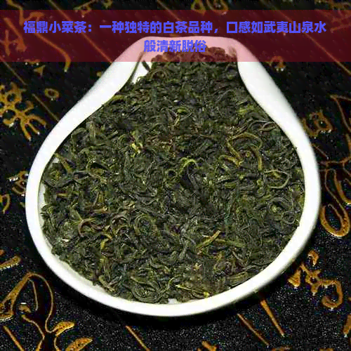 福鼎小菜茶：一种独特的白茶品种，口感如武夷山泉水般清新脱俗