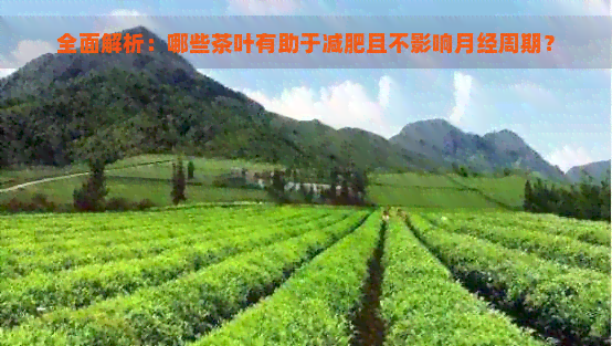 全面解析：哪些茶叶有助于减肥且不影响月经周期？