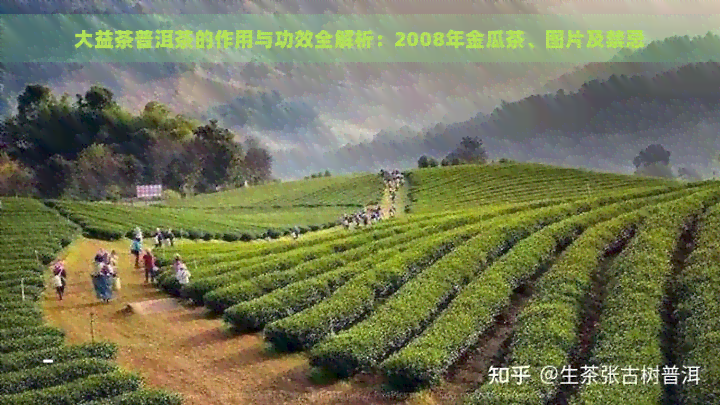 大益茶普洱茶的作用与功效全解析：2008年金瓜茶、图片及禁忌