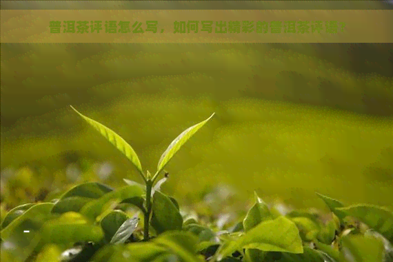 普洱茶评语怎么写，如何写出精彩的普洱茶评语？