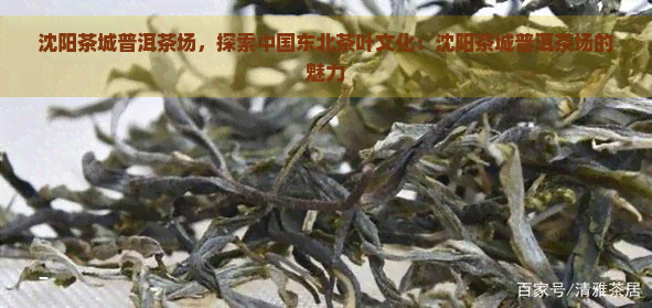 沈阳茶城普洱茶场，探索中国东北茶叶文化：沈阳茶城普洱茶场的魅力