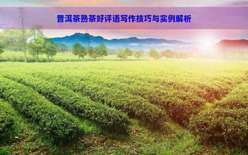 普洱茶熟茶好评语写作技巧与实例解析