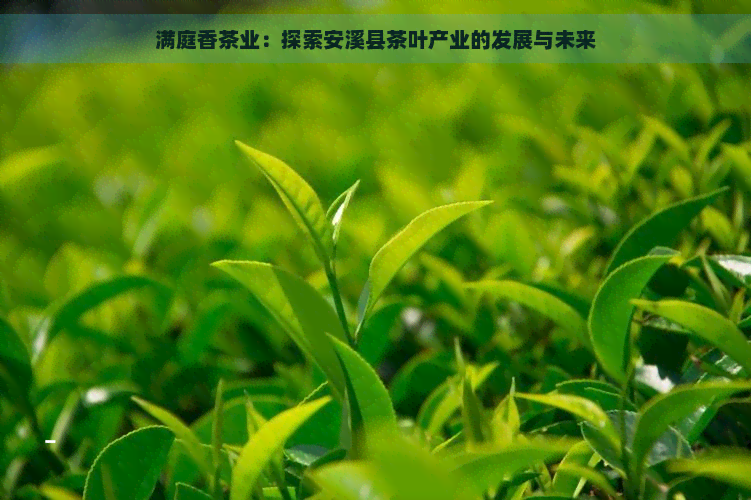 满庭香茶业：探索安溪县茶叶产业的发展与未来