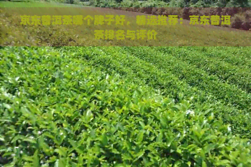 京东普洱茶哪个牌子好，精选推荐：京东普洱茶排名与评价