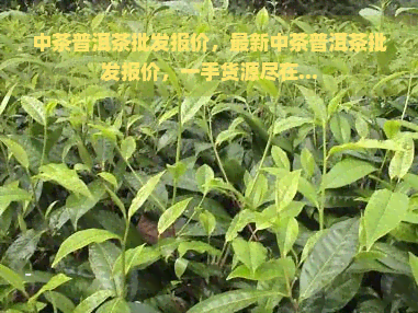 中茶普洱茶批发报价，最新中茶普洱茶批发报价，一手货源尽在...