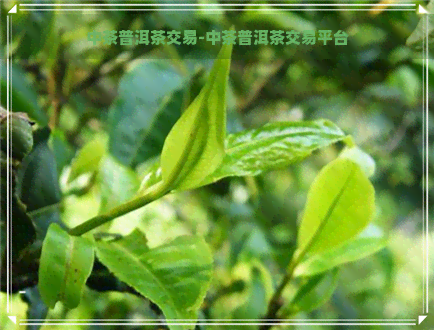 中茶普洱茶交易-中茶普洱茶交易平台