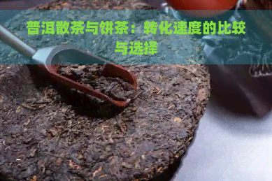 普洱散茶与饼茶：转化速度的比较与选择