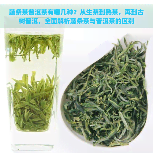 藤条茶普洱茶有哪几种？从生茶到熟茶，再到古树普洱，全面解析藤条茶与普洱茶的区别