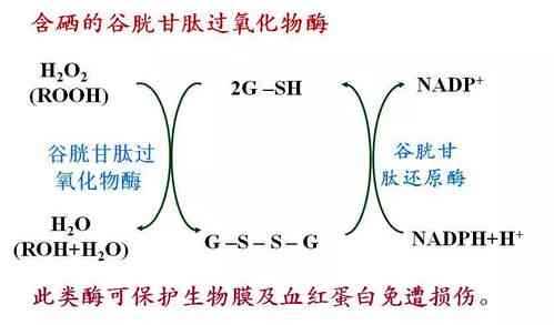 燕窝吸收时间解析：多久才能被身体完全吸收及吸收效率影响因素探究