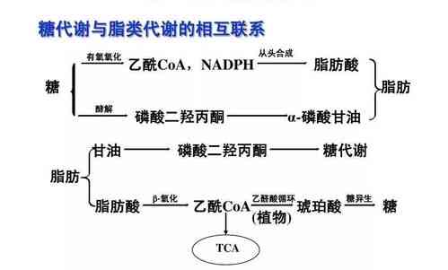 燕窝吸收时间解析：多久才能被身体完全吸收及吸收效率影响因素探究