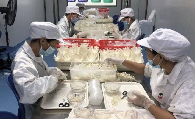 探寻柳州知名燕窝加工厂：揭秘燕窝生产地的秘密