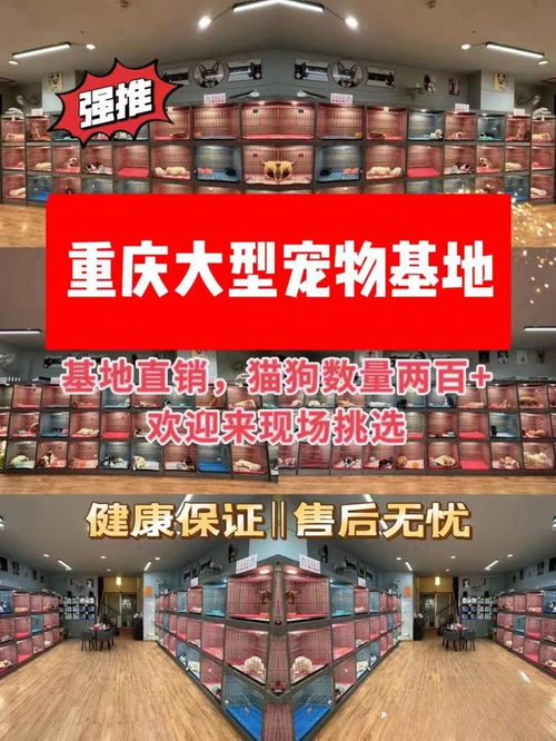 仙桃哪里有卖燕窝的实体店与商家推荐