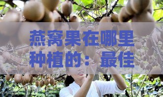 燕窝果在哪里种植的：更佳产地及种植优势分析