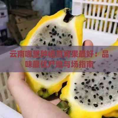 云南哪里种植燕窝果更好：品味更优产地与场指南