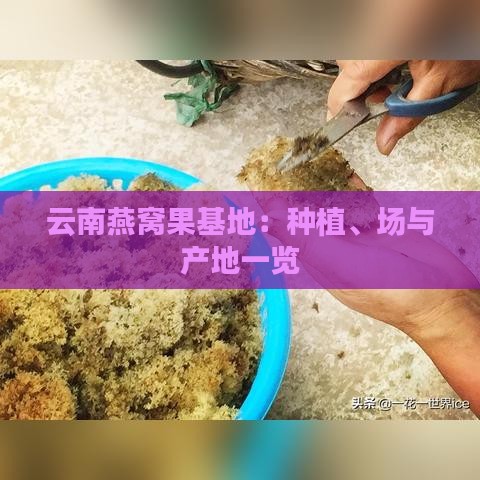 云南燕窝果基地：种植、场与产地一览