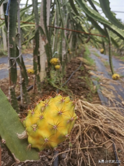 云南燕窝果基地：种植、场与产地一览