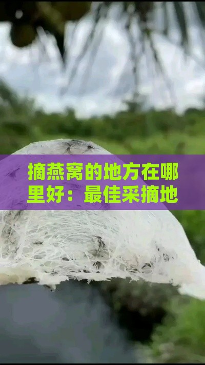 摘燕窝的地方在哪里好：更佳采摘地点推荐