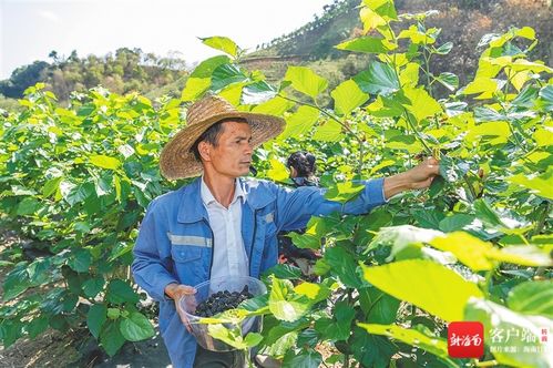 探寻燕窝采摘圣地：揭秘燕窝更佳采摘地点