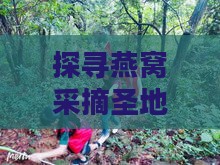 探寻燕窝采摘圣地：揭秘燕窝更佳采摘地点