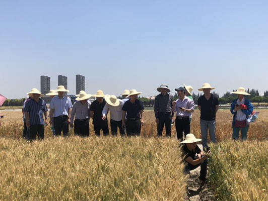 扬州哪里有麦田：专卖店、麦田鸡、种植基地、农业机械、教育培训