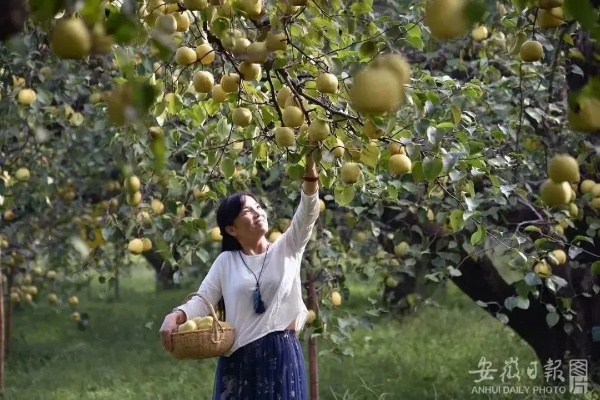 探寻燕窝蜜梨之源：揭秘顶级滋补果品产地之谜