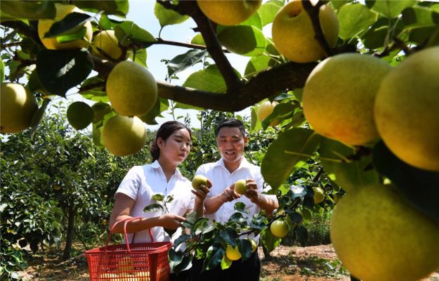 探寻燕窝蜜梨之源：揭秘顶级滋补果品产地之谜