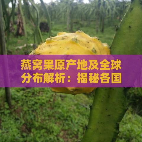 燕窝果原产地及全球分布解析：揭秘各国燕窝果种植区域与特色