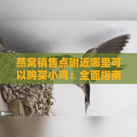 燕窝销售点附近哪里可以购买小鸡：全面指南与推荐地点