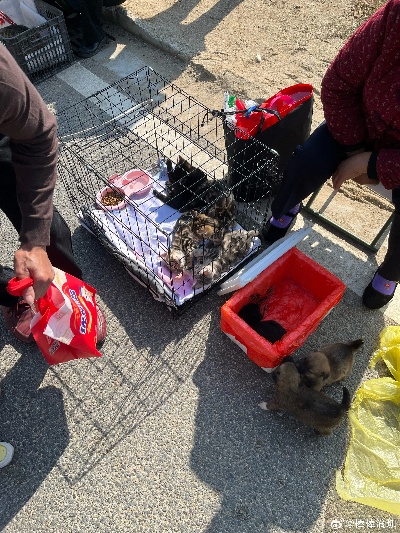 玉环哪里有卖狗集市、活鸡苗、自行车、摩托车、无缝钢管市场？