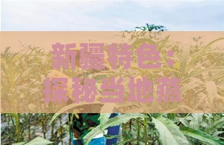 新疆特色：探秘当地燕麦种植与加工现状