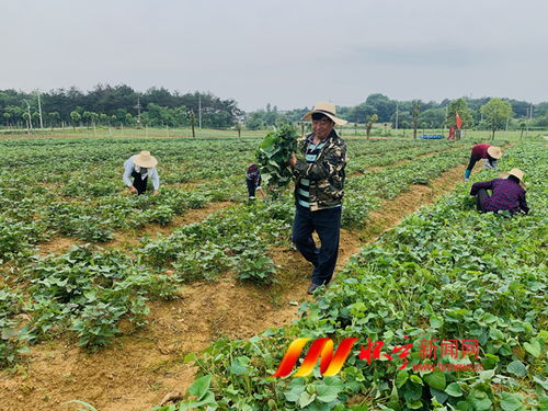 新疆特色：探秘当地燕麦种植与加工现状