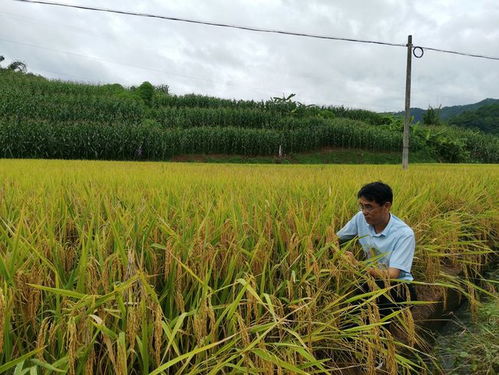 新疆特色：探秘当地燕麦种植与加工现状